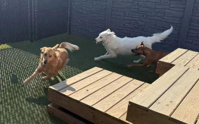 Why Dog Daycare Is More Than Just Playtime